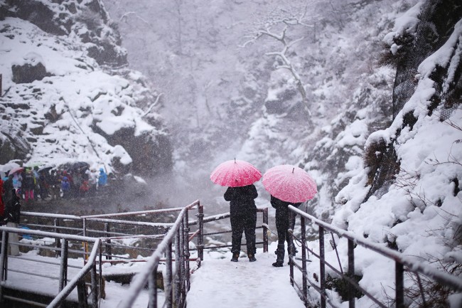 Umbrellas at the Japan Snow Monkeys - Nozawa Snow Report 22 December 2013