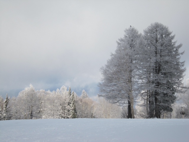 Snow Trees by Joy