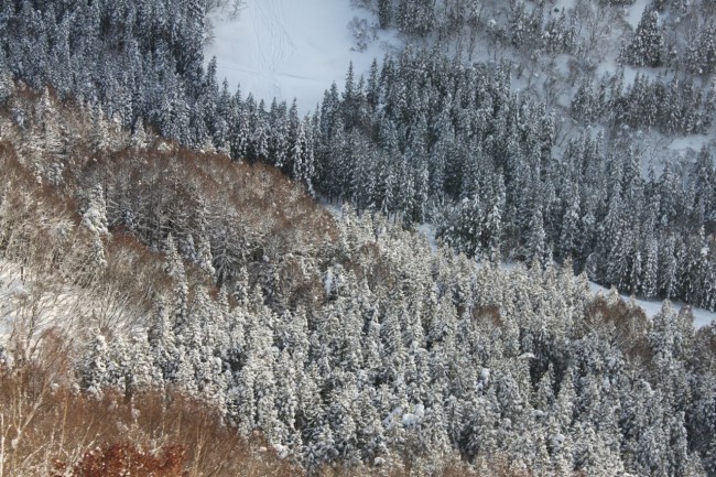 Nozawa Tree Seeing