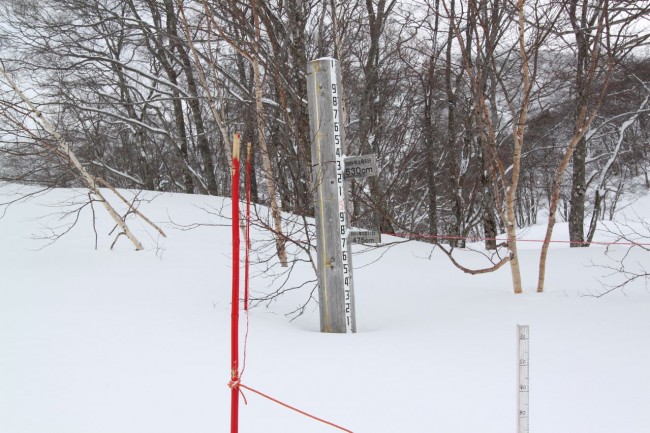 Mid March Nozawa 400cm base!