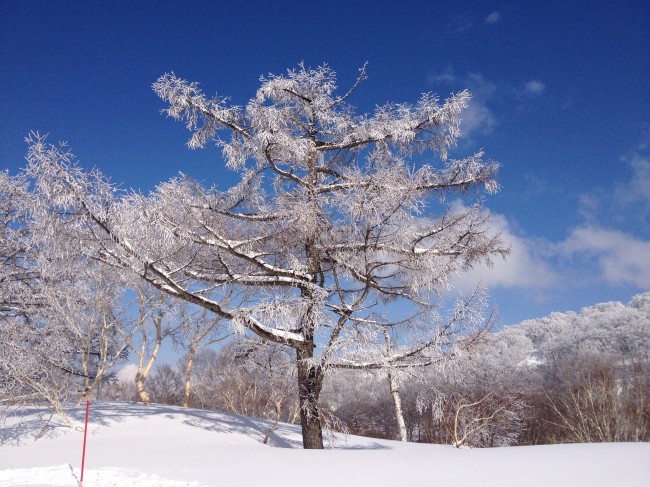 Tree up at Yamabiko.