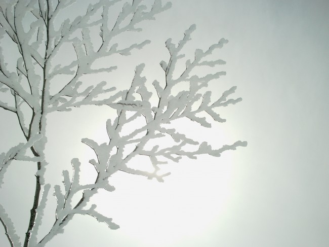 Snow cristal