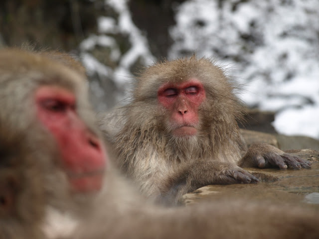 Snow monkey