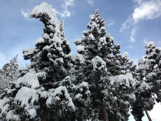 Nozawa Christmas Trees