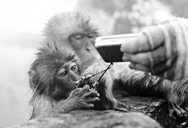 Monkey interactions900