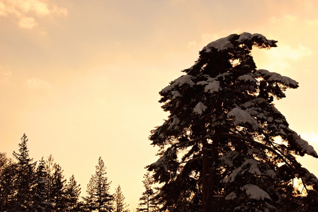 Sunset pines900