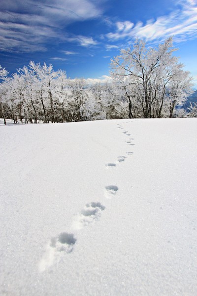 footprints900