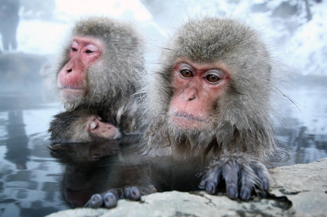 snow monkeys