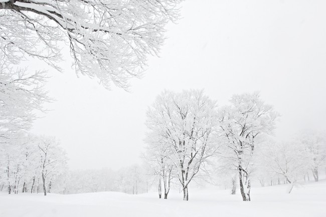 Yamabiko trees high key900