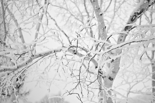 birch tree900
