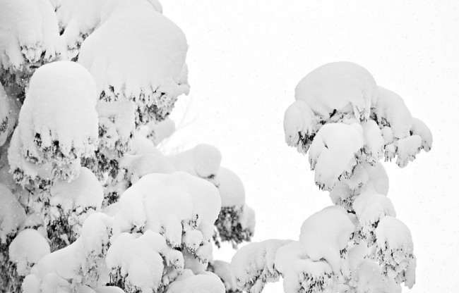 snow on pine900