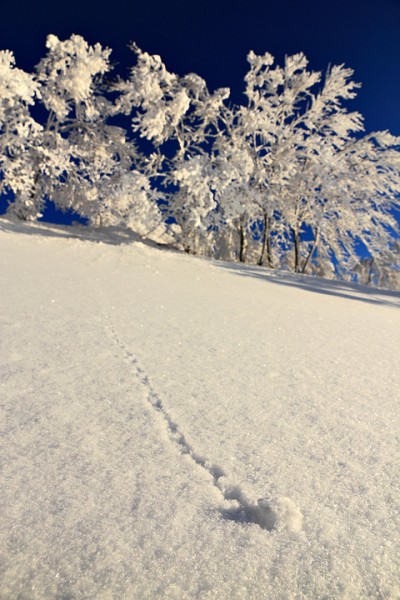 snowball720