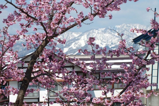 Pretty amazing to be in Nozawa when you can see some Cherry Blossoms and still get a few turns in on the slopes. 