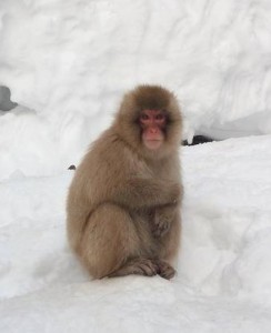snow-monkey