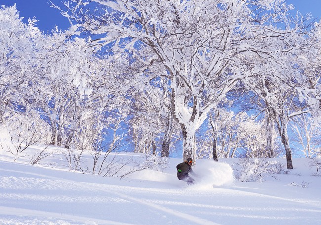 Bluebird powder