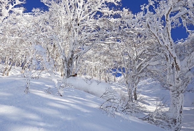 A rider gets deep in the backcountry of Nozawa Onsen.