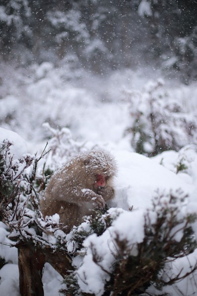 The ever photogenic snow monkeys.