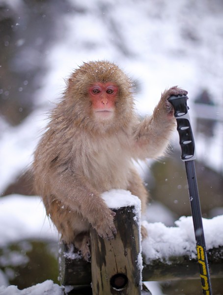 Snow Monkey observational behaviour - Nozawa snow monkeys