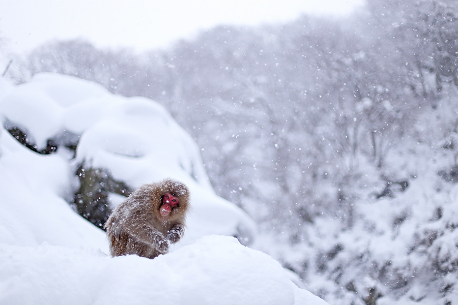 snow monkey feeding900