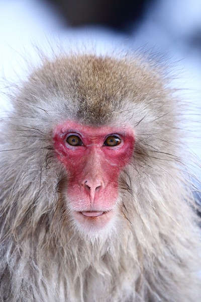 Snow monkey.