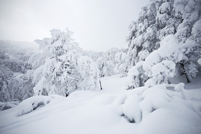 Even the trees have their fair share of accumulation.