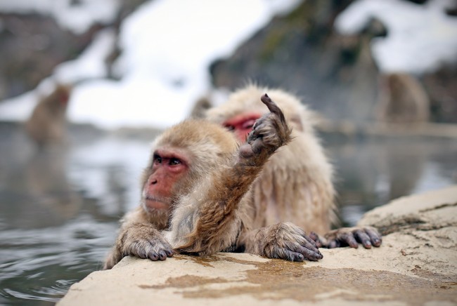 What the snow monkeys really think..