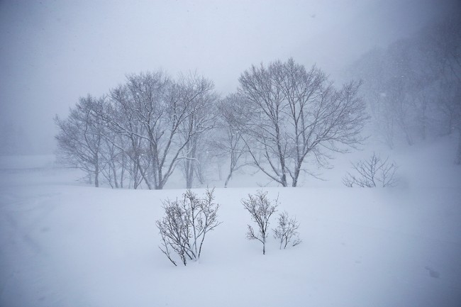 Ghostly trees somewhere in Nozawa.