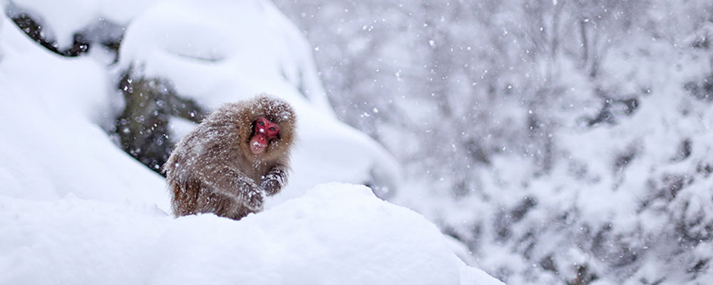 snow-monkey-banner.jpg