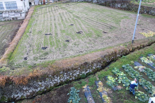 Time to get a few more Cabbage from the wrath of winter in Nozawa