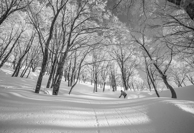 Classic tree skiing in Nozawa Onsen.