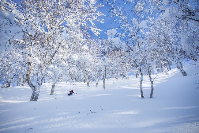 Jerry skis in the trees at the upper area of Nozawa Onsen.