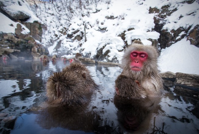 Yudanaka snow monkeys.