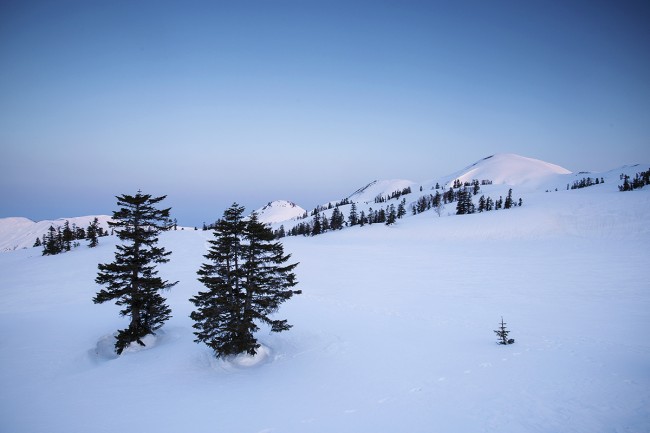 Dawn view in the alpine zone.