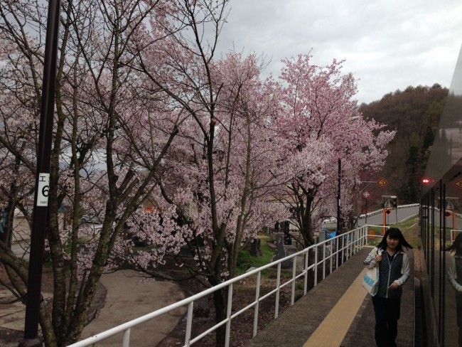 Cherry Blossoms