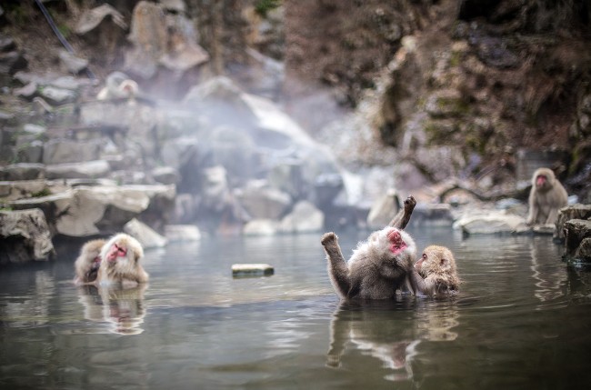 The Jigokudani Monkey Park.