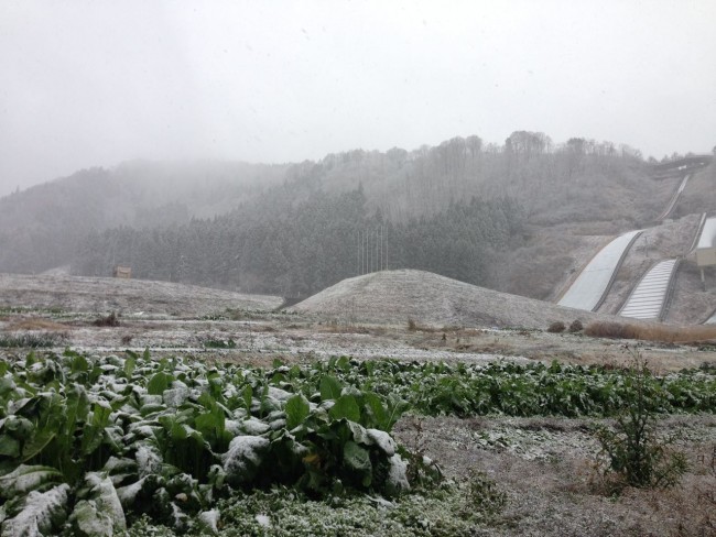 Have to get the Nozawa Na veggies in before they get buried under the Snow 