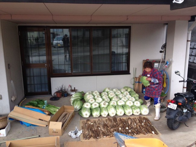 Our neighbour Kazuko san bringing in some huge Hakusai before the snow hits in Nozawa