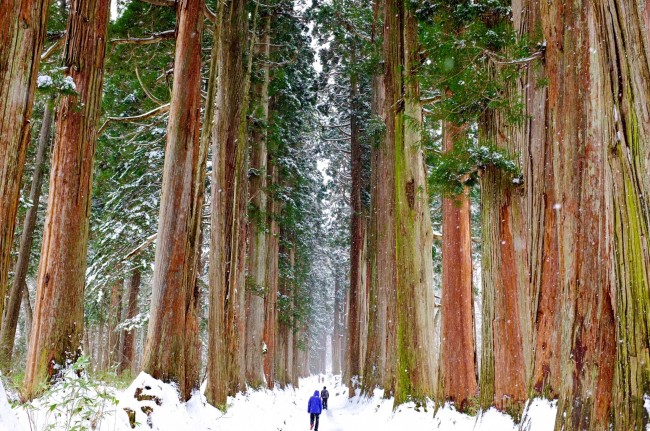 Hiking to Togakushi's Giant Cedar Trees in Nagano