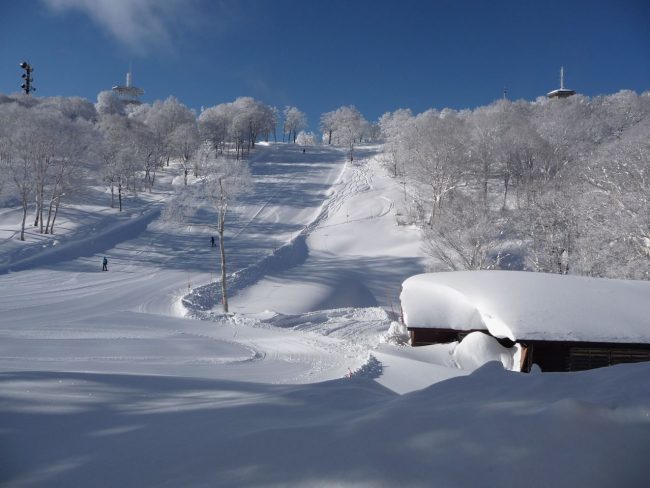 Mid January in Nozawa Onsen can be some amazing skiing but it is busy these days! Book early..