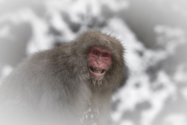 The famous Snow Monkeys a short trip from Nozawa Onsen they are almost human like in many ways. Photo by David Larcombe