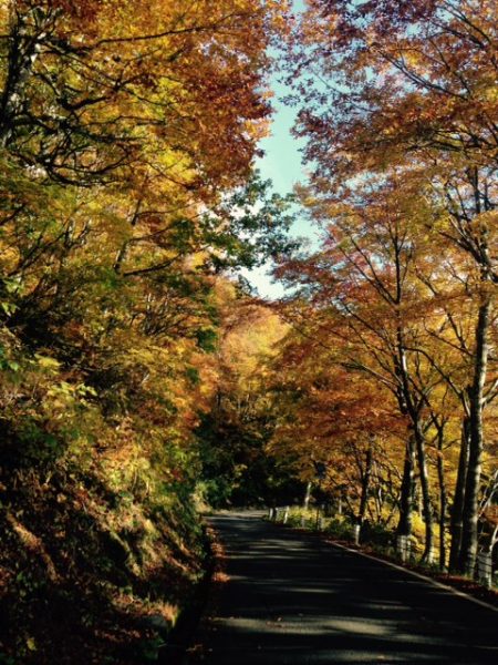 Some of the roads you will find yourself on around Nozawa are just surreal in their beauty