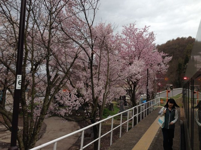 Cherry Blossoms Spring Ski Nozawa