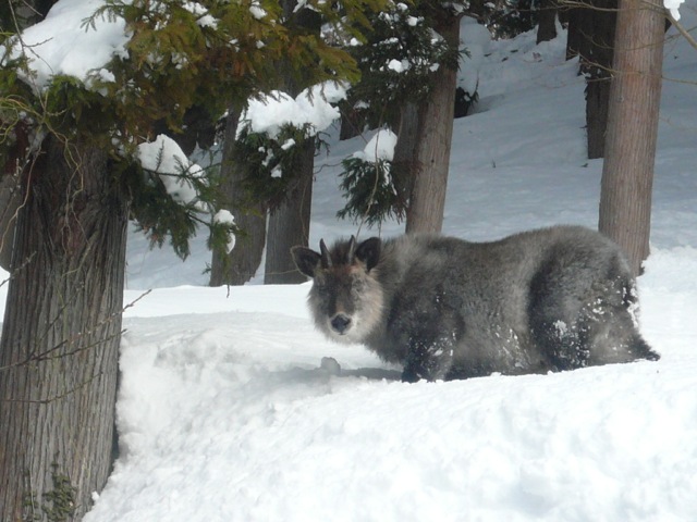 Kamoshika Snow Nozawa