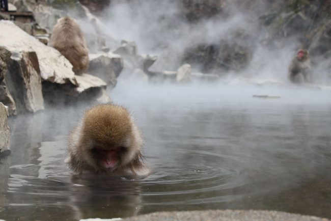 Snow Monkeys Nozawa Onsen