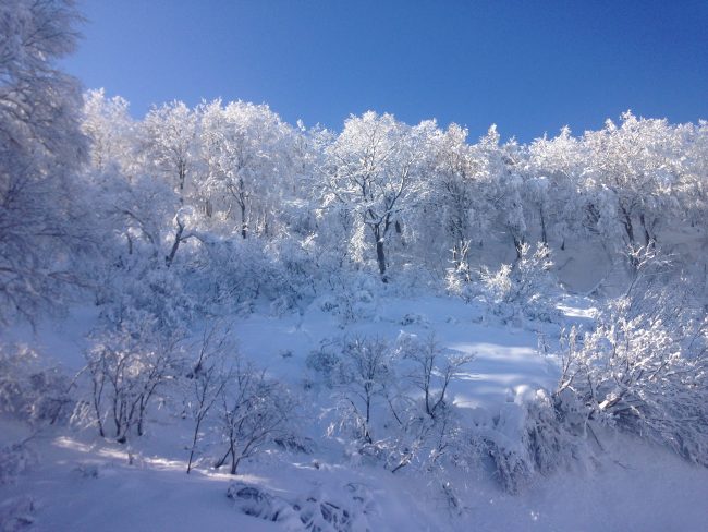 Fresh snow and clear skies this Nozawa Weekend