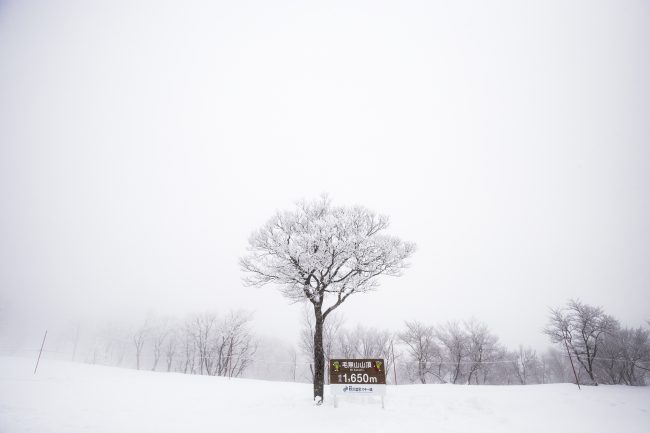 Nozawa Snow Report 30 January 2017