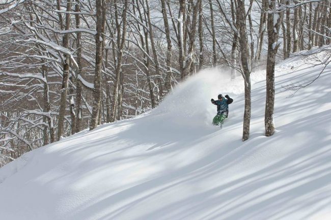 March Powder Days in Trees