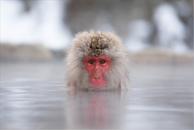 Japanese Snow monkey enjoying a relaxing morning in the hot bath