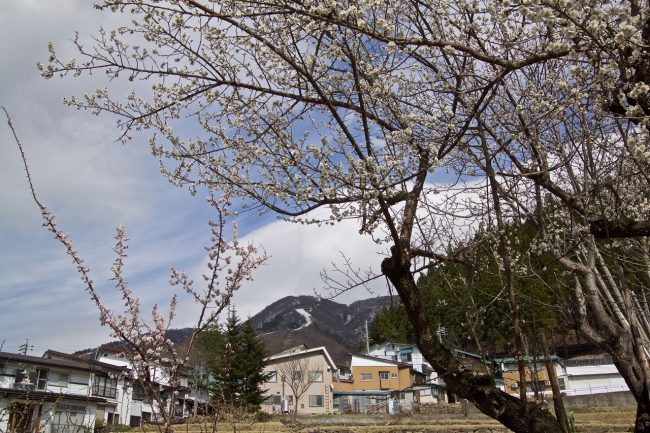 Cherry Blossoms Nozawa