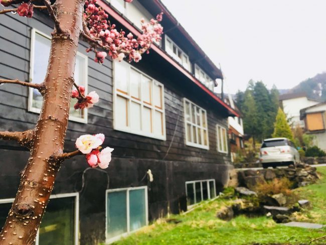 Nozawa Spring, Skiing and Sakura